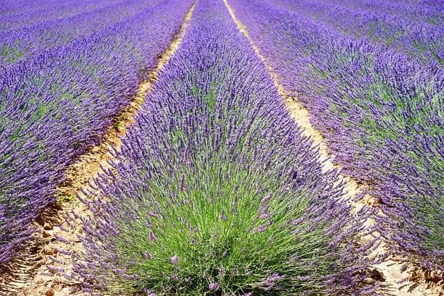Explorer les Meilleures Destinations pour des Vacances en France