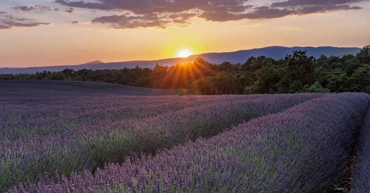 Les Incontournables pour des Vacances en France