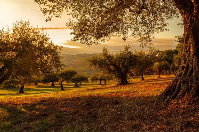 Les Meilleures Idées d'Exploration pour des Vacances en France