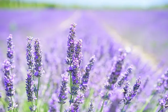 Explorer la France: 10 Astuces Pour des Vacances Chéries