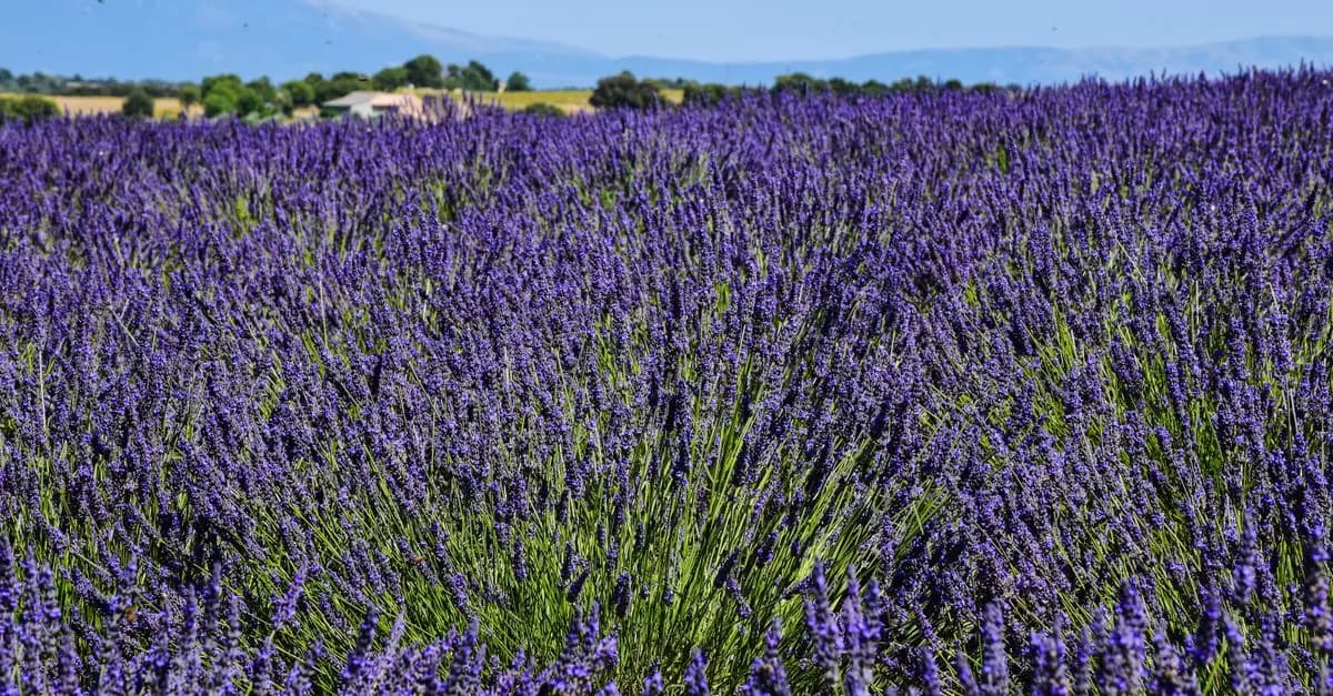Les Meilleurs Lieux pour Explorer la France en Été