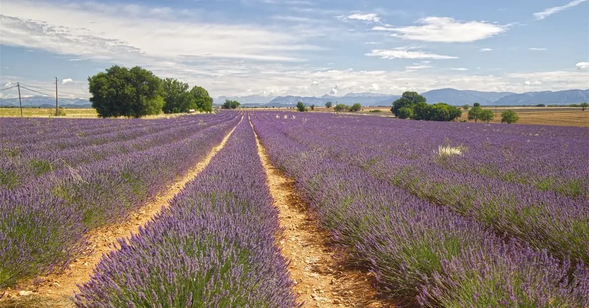 Comment Planifier des Vacances Parfaites en France