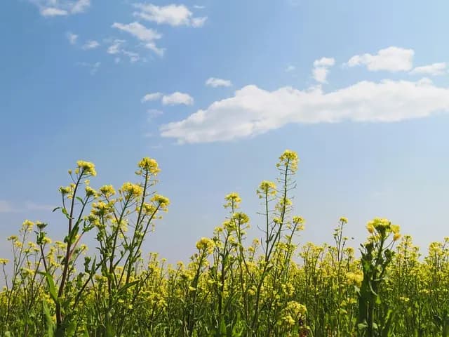 Comment Profiter du Printemps pour Explorer la France