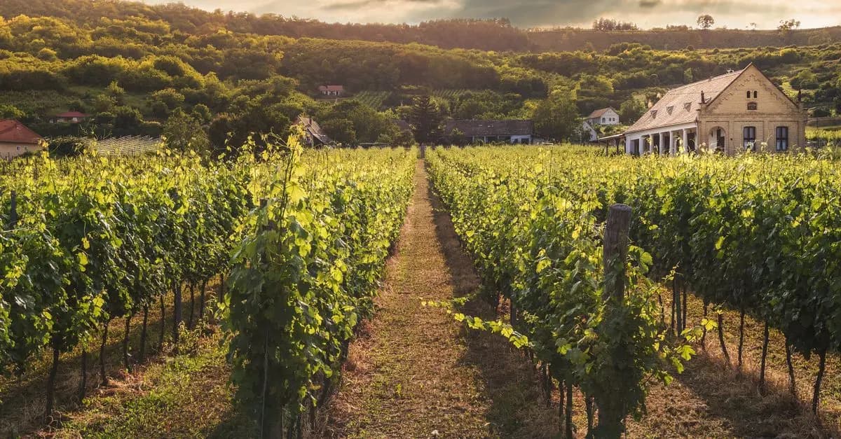 Cuisine Régionale: Découverte des Vins de France
