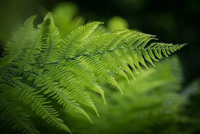 Top 10 des Activités Écoresponsables à Explorer en France