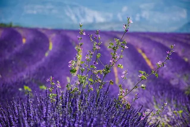 Guide Pratique pour Explorer les Régions à Visiter en France